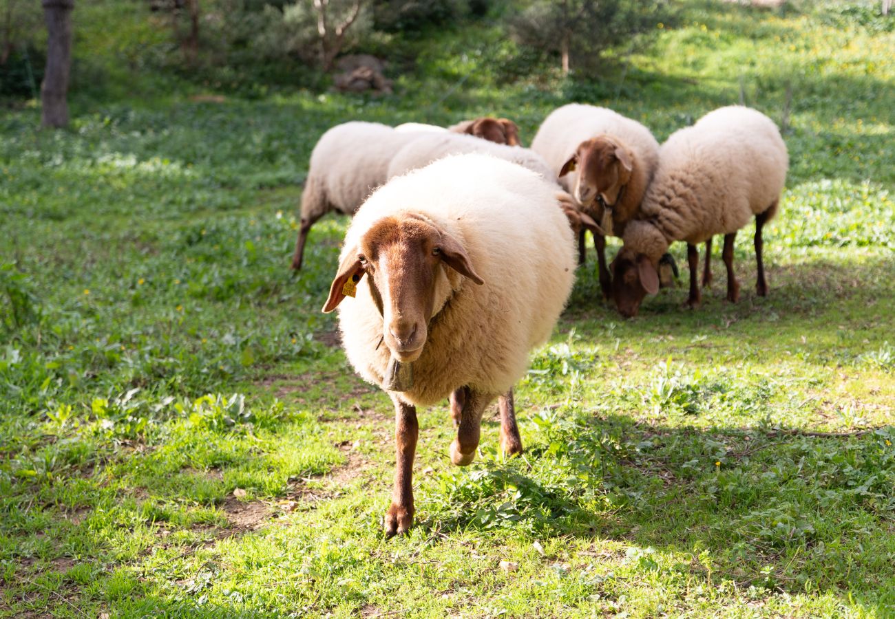 Country house in Petra - Can Monget by Rentallorca