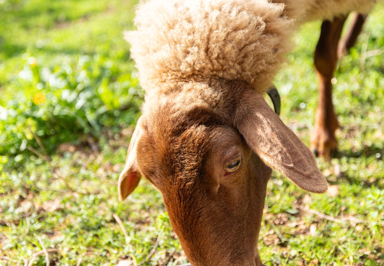 Country house in Petra - Can Monget by Rentallorca